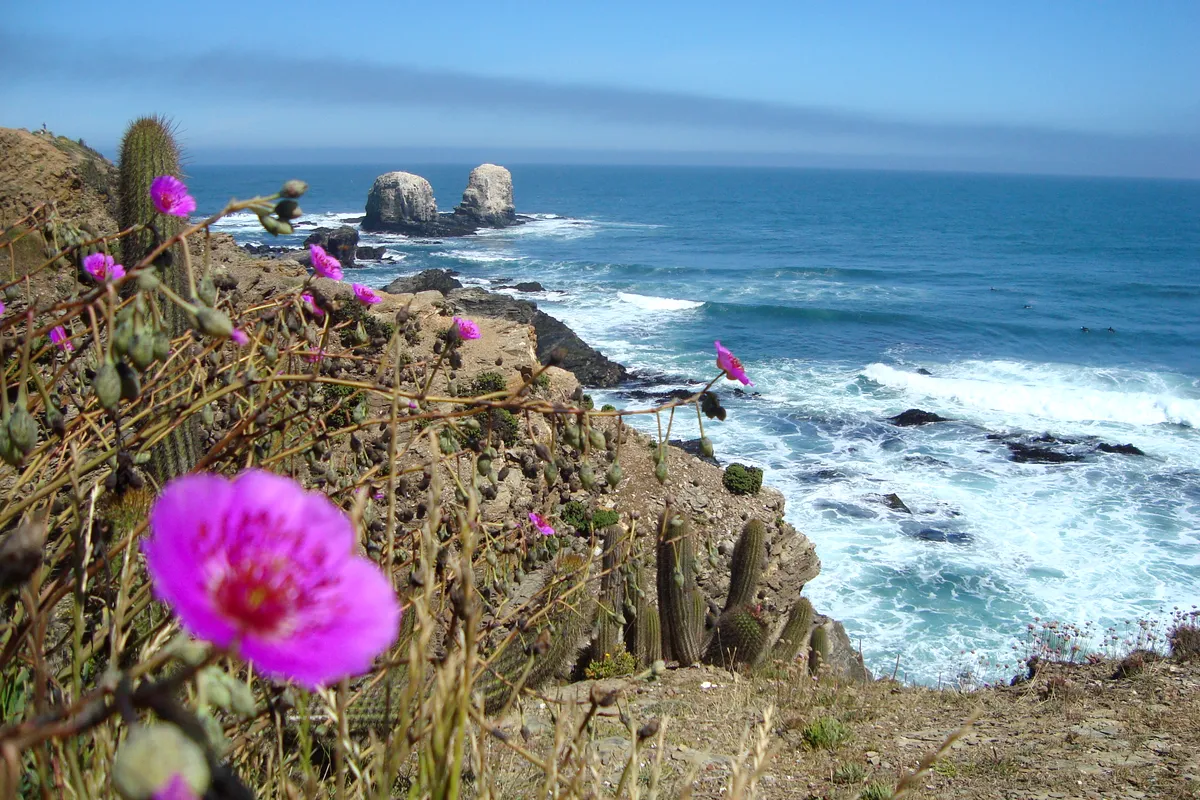 Flowers on the clifftop above the rocks and surf at Punta de Lobos, Chile