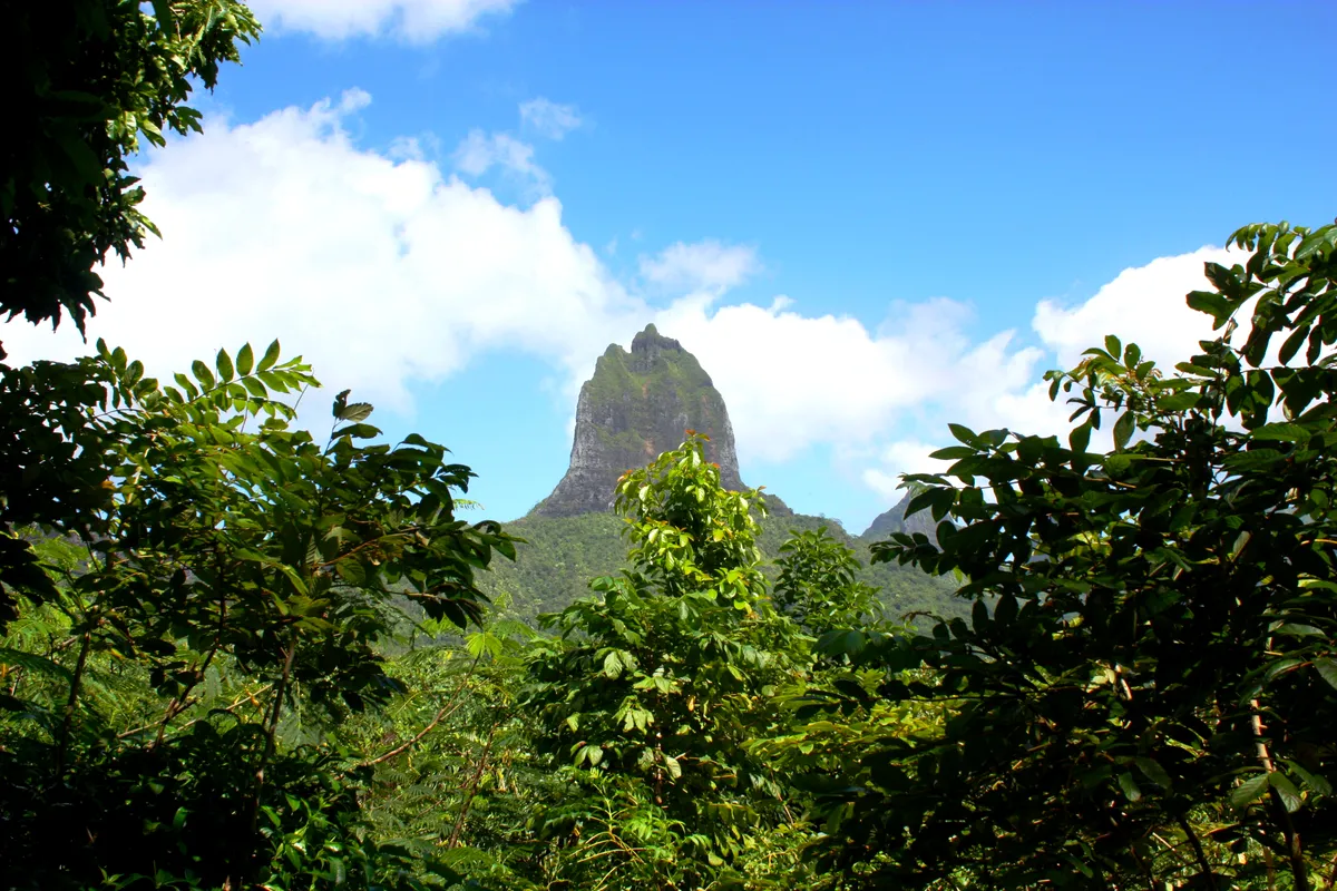 Mount Mouaroa rising above the forest on Moorea, French Polynesia