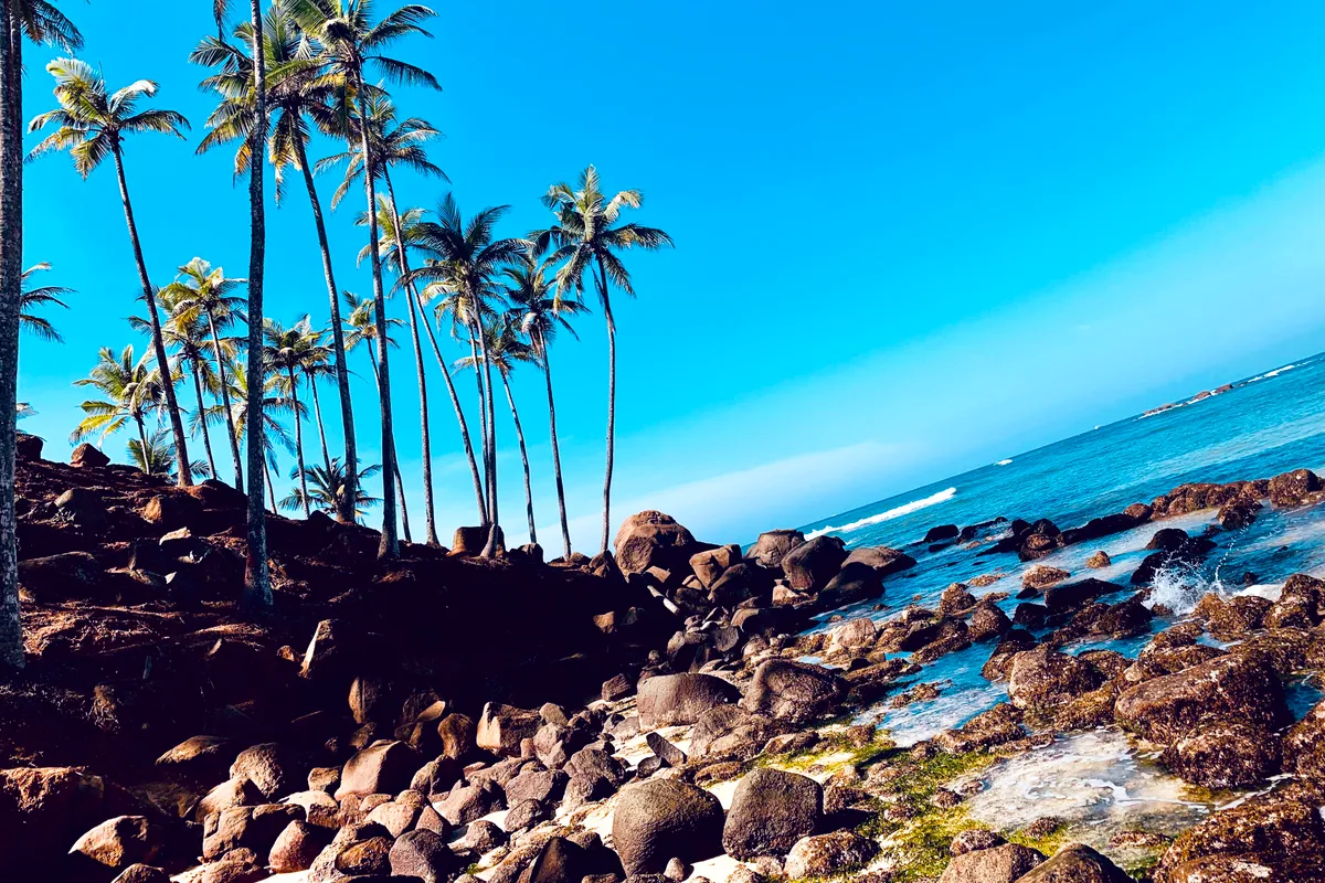 Palm trees leaning over the rocks and blue sea at Mirissa on Sri Lanka's south coast
